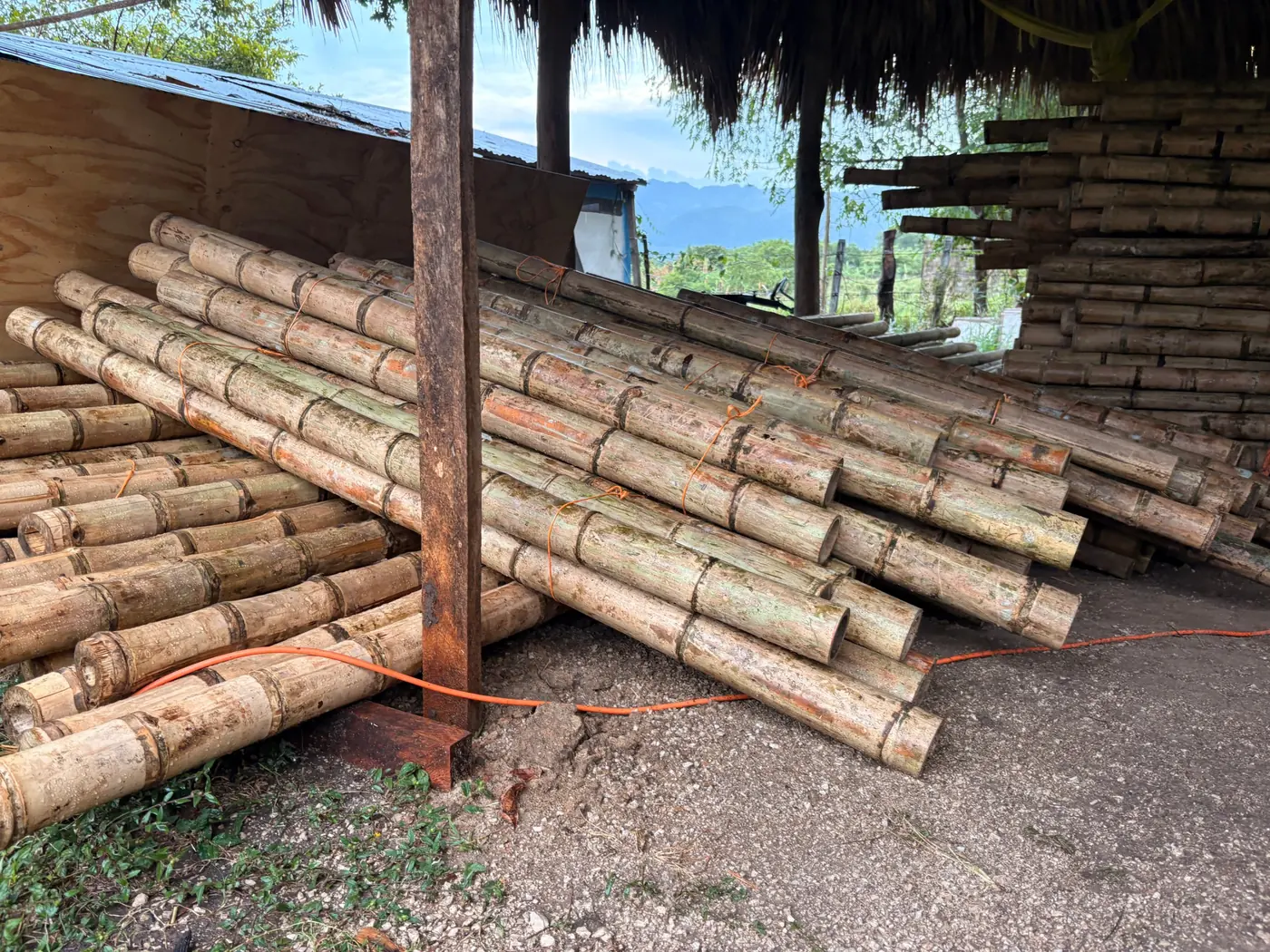 Cañas de bambú almacenadas bajo techo para su secado